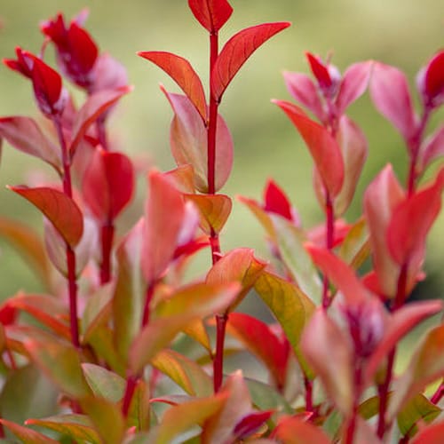 First Editions® Cool Glow® Pomegranate Nandina: Nandina domestica 'ZhNan53' PP32,422 preview 6