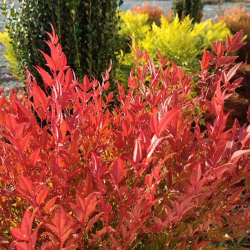 First Editions® Cool Glow® Pomegranate Nandina: Nandina domestica 'ZhNan53' PP32,422 preview 9
