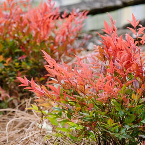 First Editions® Cool Glow® Pomegranate Nandina: Nandina domestica 'ZhNan53' PP32,422 preview 1