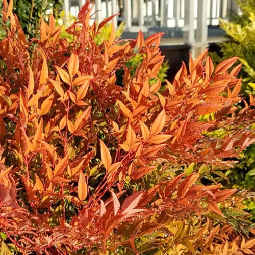 First Editions® Cool Glow® Peach Nandina: Nandina domestica 'ZhNan28' PP32,397 preview 3