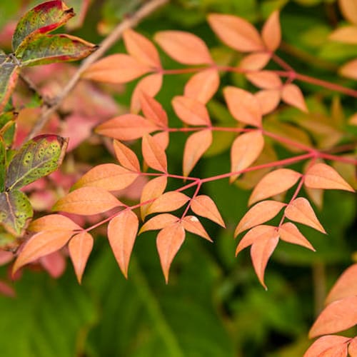 First Editions® Cool Glow® Peach Nandina: Nandina domestica 'ZhNan28' PP32,397 preview 5