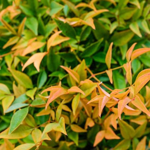 First Editions® Cool Glow® Peach Nandina: Nandina domestica 'ZhNan28' PP32,397 preview 6