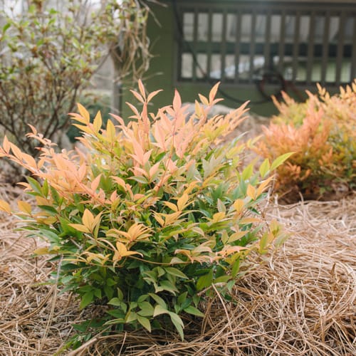 First Editions® Cool Glow® Peach Nandina: Nandina domestica 'ZhNan28' PP32,397 preview 8