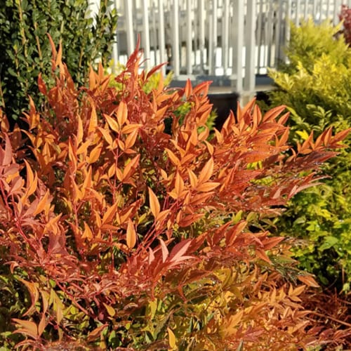 First Editions® Cool Glow® Peach Nandina: Nandina domestica 'ZhNan28' PP32,397 preview 9