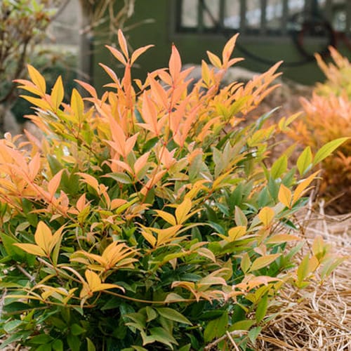 First Editions® Cool Glow® Peach Nandina: Nandina domestica 'ZhNan28' PP32,397 preview 1