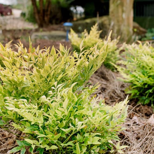 First Editions® Cool Glow® Lime Nandina: Nandina domestica 'ZhNan102' PP32,470 preview 4