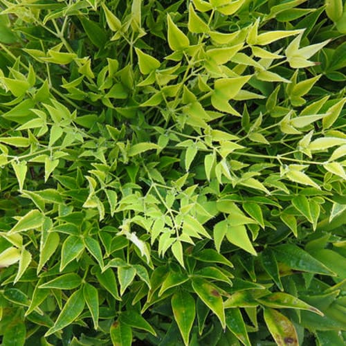 First Editions® Cool Glow® Lime Nandina: Nandina domestica 'ZhNan102' PP32,470 preview 5