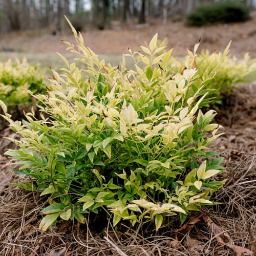 First Editions® Cool Glow® Lime Nandina: Nandina domestica 'ZhNan102' PP32,470 preview 8