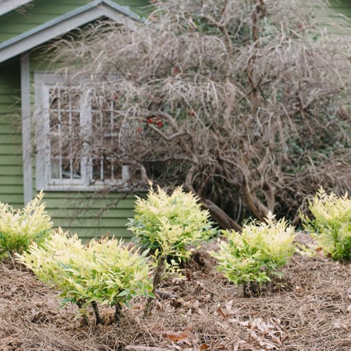 First Editions® Cool Glow® Lime Nandina: Nandina domestica 'ZhNan102' PP32,470 preview 9