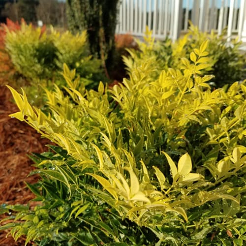 First Editions® Cool Glow® Lime Nandina: Nandina domestica 'ZhNan102' PP32,470 preview 10