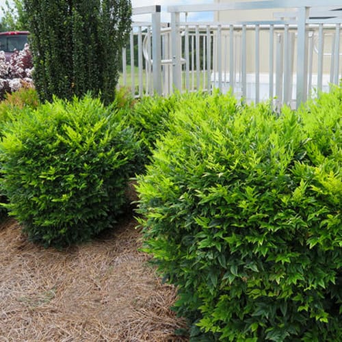 First Editions® Cool Glow® Lime Nandina: Nandina domestica 'ZhNan102' PP32,470 preview 1