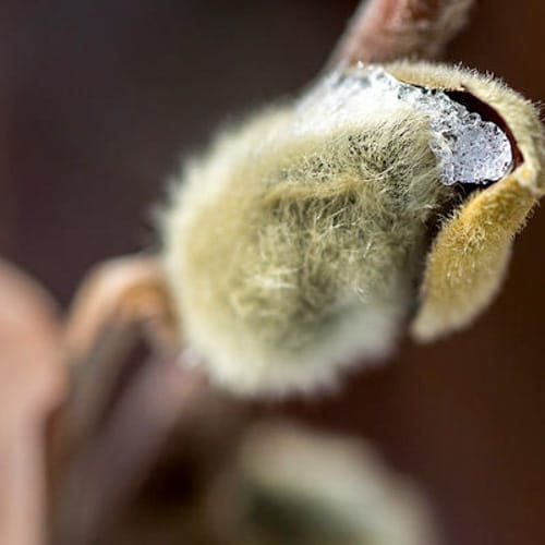 First Editions® Centennial Blush Star Magnolia: Magnolia stellata 'Centennial Blush' PP22,248 preview 3