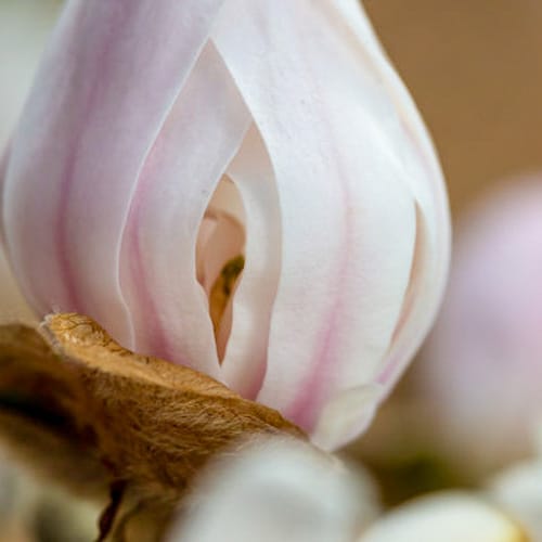 First Editions® Centennial Blush Star Magnolia: Magnolia stellata 'Centennial Blush' PP22,248 preview 6