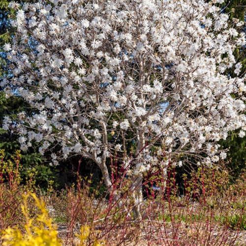 First Editions® Centennial Blush Star Magnolia: Magnolia stellata 'Centennial Blush' PP22,248 preview 9