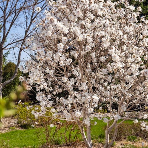 First Editions® Centennial Blush Star Magnolia: Magnolia stellata 'Centennial Blush' PP22,248 preview 1