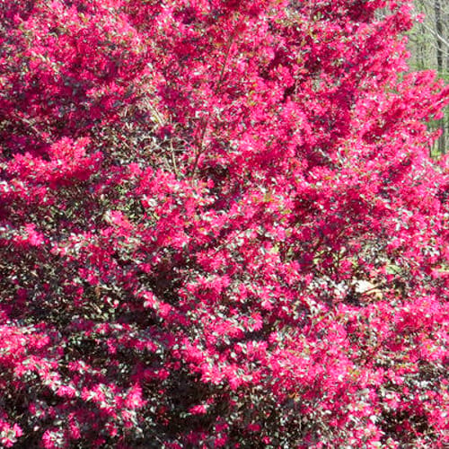 First Editions® Crimson Fire™ Fringe Flower: Loropetalum chinense var. rubrum 'PIILC-I' PP25,534 preview 2