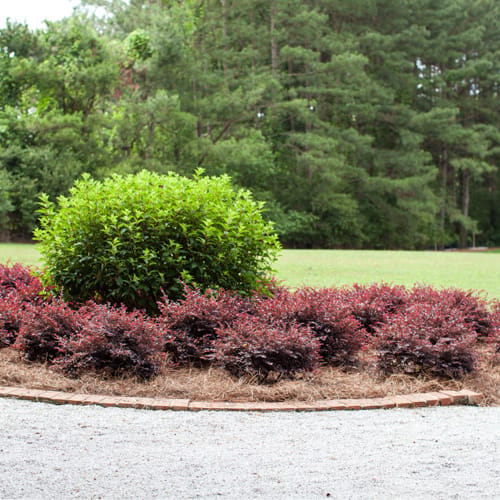 First Editions® Crimson Fire™ Fringe Flower: Loropetalum chinense var. rubrum 'PIILC-I' PP25,534 preview 12