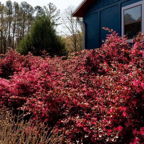 First Editions® Crimson Fire™ Fringe Flower: Loropetalum chinense var. rubrum 'PIILC-I' PP25,534 preview 13