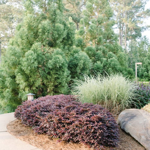 First Editions® Crimson Fire™ Fringe Flower: Loropetalum chinense var. rubrum 'PIILC-I' PP25,534 preview 14
