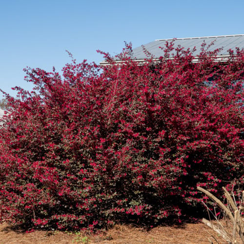 First Editions® Crimson Fire™ Fringe Flower: Loropetalum chinense var. rubrum 'PIILC-I' PP25,534 preview 10