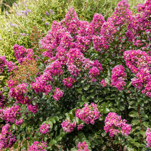 First Editions® Purple Magic Crapemyrtle: Lagerstroemia 'Purple Magic' PP23,906 preview 2
