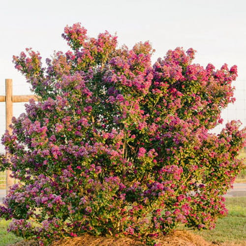 First Editions® Purple Magic Crapemyrtle: Lagerstroemia 'Purple Magic' PP23,906 preview 3