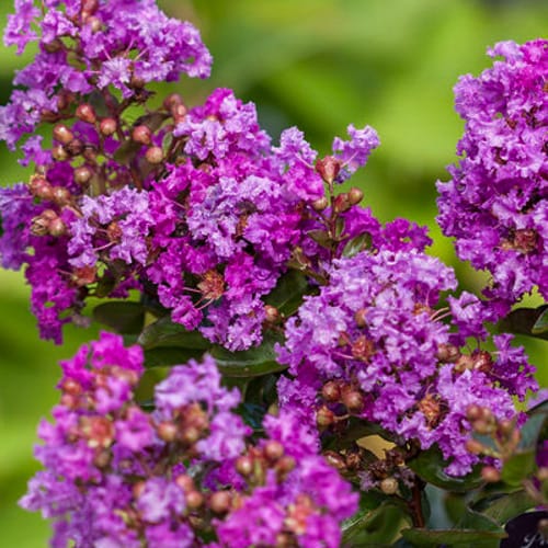 First Editions® Purple Magic Crapemyrtle: Lagerstroemia 'Purple Magic' PP23,906 preview 4