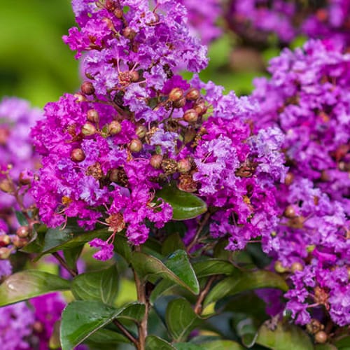 First Editions® Purple Magic Crapemyrtle: Lagerstroemia 'Purple Magic' PP23,906 preview 5