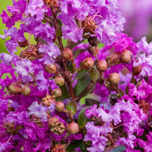 First Editions® Purple Magic Crapemyrtle: Lagerstroemia 'Purple Magic' PP23,906 preview 6