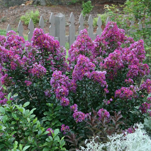 First Editions® Purple Magic Crapemyrtle: Lagerstroemia 'Purple Magic' PP23,906 preview 7