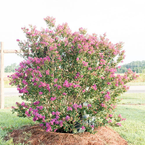 First Editions® Purple Magic Crapemyrtle: Lagerstroemia 'Purple Magic' PP23,906 preview 8