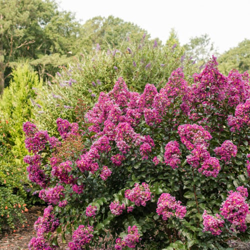 First Editions® Purple Magic Crapemyrtle: Lagerstroemia 'Purple Magic' PP23,906 preview 9