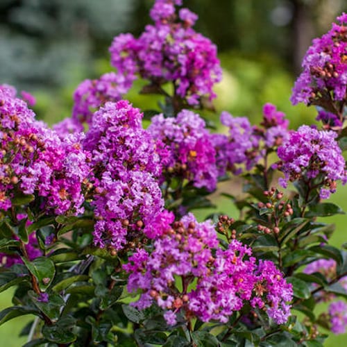 First Editions® Purple Magic Crapemyrtle: Lagerstroemia 'Purple Magic' PP23,906 preview 1