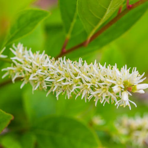 First Editions® Love Child® Sweetspire: Itea virginica 'Bailteaone' PP31,318 preview 2