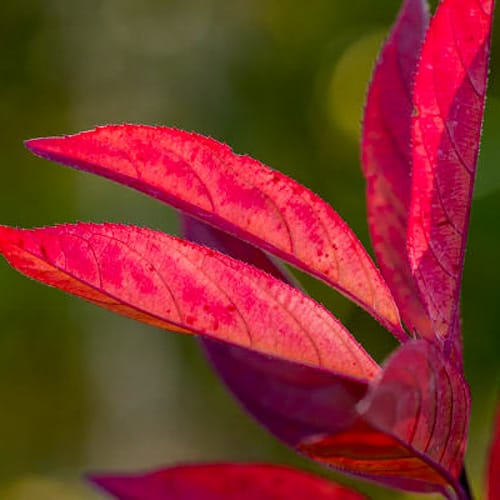 First Editions® Love Child® Sweetspire: Itea virginica 'Bailteaone' PP31,318 preview 3