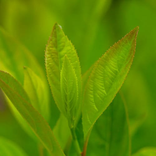First Editions® Love Child® Sweetspire: Itea virginica 'Bailteaone' PP31,318 preview 4