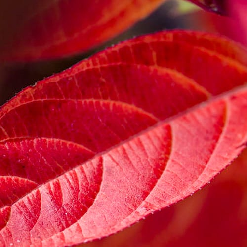 First Editions® Love Child® Sweetspire: Itea virginica 'Bailteaone' PP31,318 preview 5