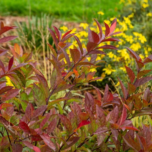 First Editions® Love Child® Sweetspire: Itea virginica 'Bailteaone' PP31,318 preview 8