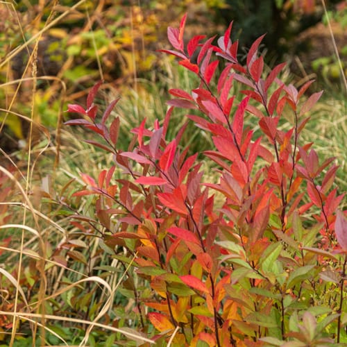 First Editions® Love Child® Sweetspire: Itea virginica 'Bailteaone' PP31,318 preview 10