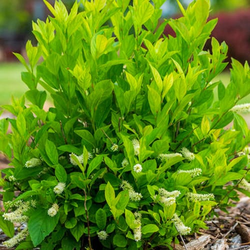 First Editions® Love Child® Sweetspire: Itea virginica 'Bailteaone' PP31,318 preview 1