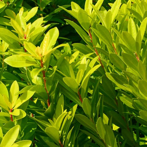 First Editions® BananAppeal® Small Anise Tree: Illicium parviflorum 'PIIIP-I' PP28,887 preview 2