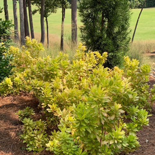 First Editions® BananAppeal® Small Anise Tree: Illicium parviflorum 'PIIIP-I' PP28,887 preview 12