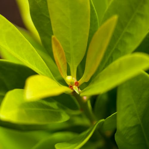 First Editions® BananAppeal® Small Anise Tree: Illicium parviflorum 'PIIIP-I' PP28,887 preview 3