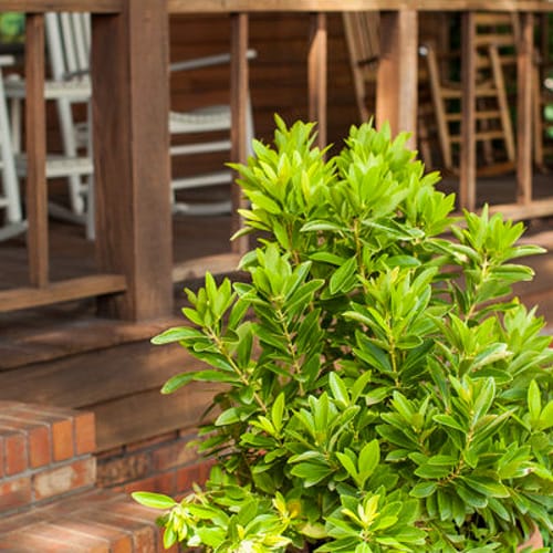 First Editions® BananAppeal® Small Anise Tree: Illicium parviflorum 'PIIIP-I' PP28,887 preview 4