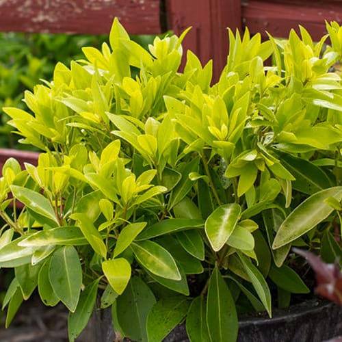 First Editions® BananAppeal® Small Anise Tree: Illicium parviflorum 'PIIIP-I' PP28,887 preview 5