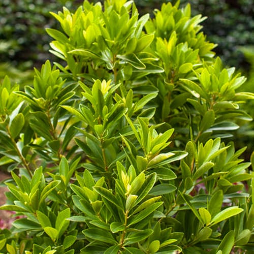 First Editions® BananAppeal® Small Anise Tree: Illicium parviflorum 'PIIIP-I' PP28,887 preview 7