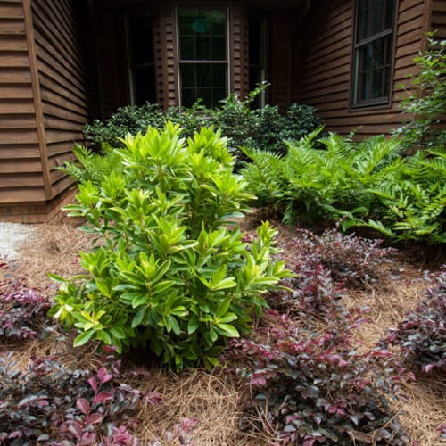 First Editions® BananAppeal® Small Anise Tree: Illicium parviflorum 'PIIIP-I' PP28,887 preview 8