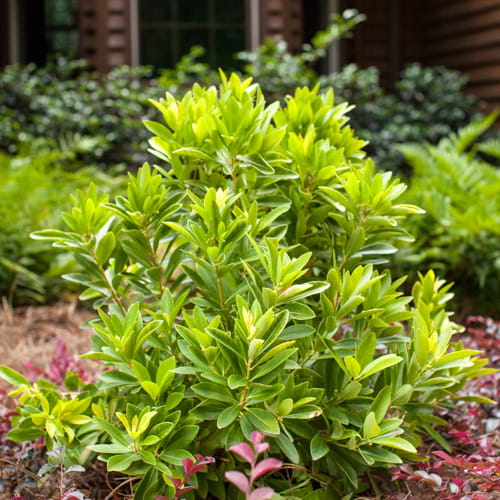 First Editions® BananAppeal® Small Anise Tree: Illicium parviflorum 'PIIIP-I' PP28,887 preview 10