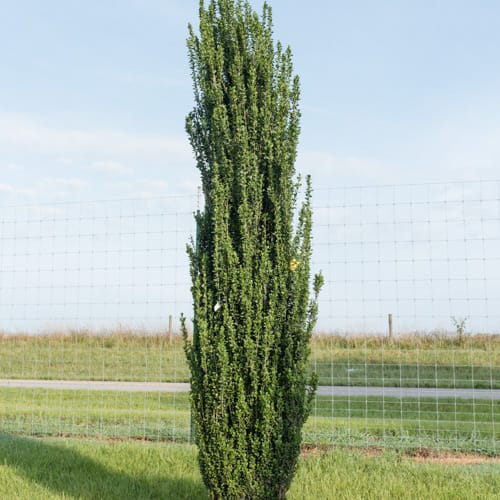 First Editions® Straight & Narrow® Japanese Holly: Ilex crenata 'PIIIC-I' PP29,578 preview 5