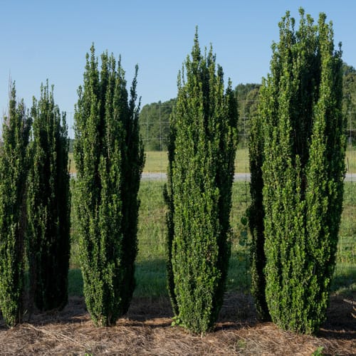 First Editions® Straight & Narrow® Japanese Holly: Ilex crenata 'PIIIC-I' PP29,578 preview 6